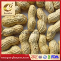 Bulk Price Peanut in Shell From China